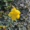 Hypericum 