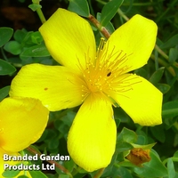 Hypericum olympicum 