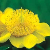 Hypericum 