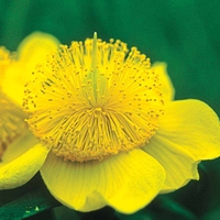 Hypericum 
