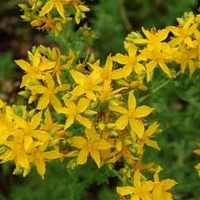 Hypericum perforatum (Large Plant) - 1 hypericum plant in 1 litre pot