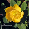 Hypericum x dummeri 