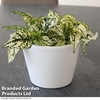 Hypoestes phyllostachya 