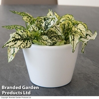 Hypoestes phyllostachya 