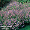 Hyssopus officinalis 