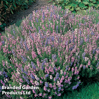 Hyssopus officinalis 