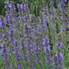 Hyssopus officinalis