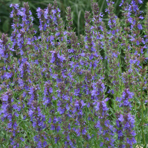 Hyssopus officinalis