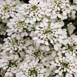 Iberis sempervirens (Large Plant) - 2 iberis plants in 1 litre pots