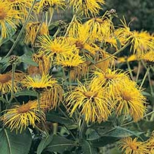 Inula orientalis (Large Plant) - 2 inula plants in 1 litre pots
