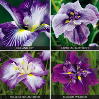 Iris ensata 