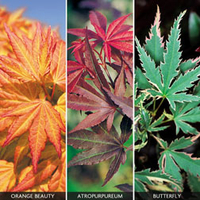 Japanese Maple Collection - 3 acer plants in 10.5cm pots - 1 of each variety