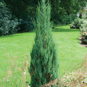 Juniper 
