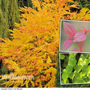 Katsura Tree - 2 plants in 9cm pots