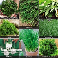 Kitchen Garden Herb Collection