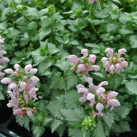 Lamium maculatum 