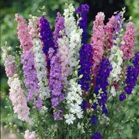 Larkspur 
