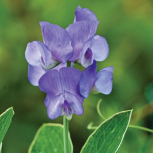 Lathyrus nervosus - 10 lathyrus plug plants