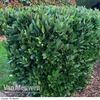 Laurus nobilis