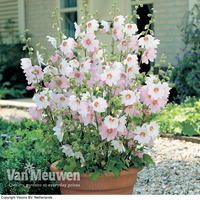 Lavatera x clementii 