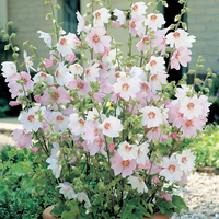 Lavatera x clementii 