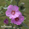 Lavatera x clementii 