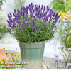 Lavender 