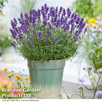 Lavender 