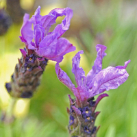 Lavender 