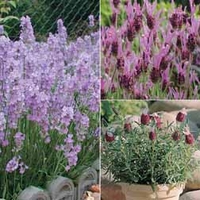 Lavender Collection - 15 plug plants - 5 of each variety