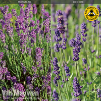 Lavender 