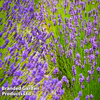 Lavender Duo