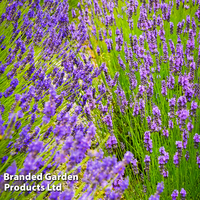 Lavender Duo