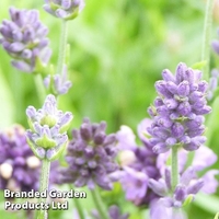 Lavender 