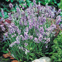Lavender 