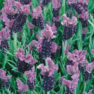 Lavender 