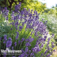 Lavender 