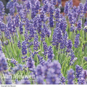 Lavender 