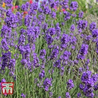 Lavender 
