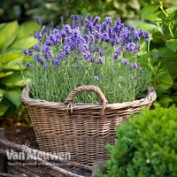 Lavender 