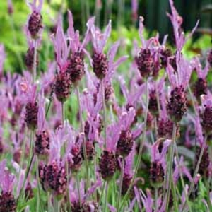 Lavender 