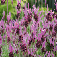 Lavender 