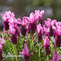 Lavender 