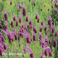 Lavender 