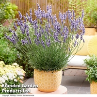 Lavender 