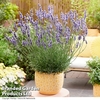 Lavender 