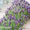 Lavender stoechas 
