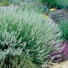 Lavender x intermedia 