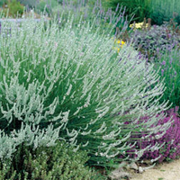Lavender x intermedia 
