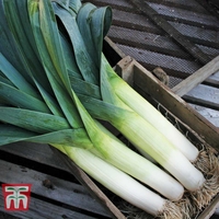 Leek 